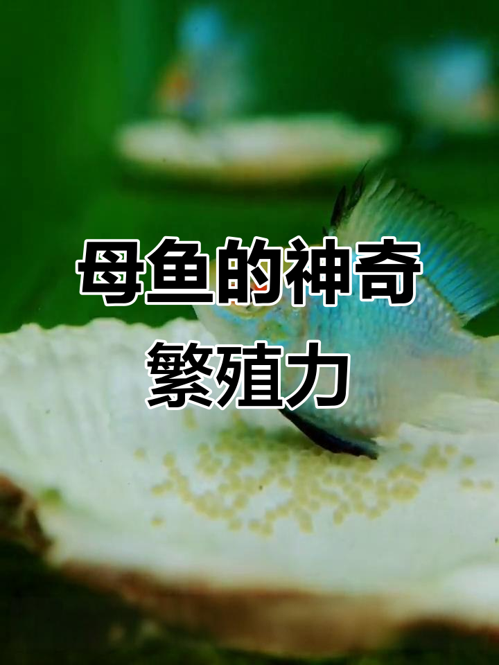 母鱼产卵全过程揭秘,竟然是这样把卵粘在贝壳上的