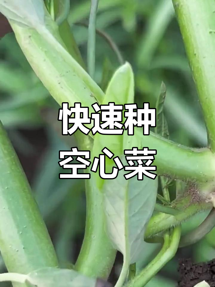 三叉空心菜:适合新手种植,生长迅速
