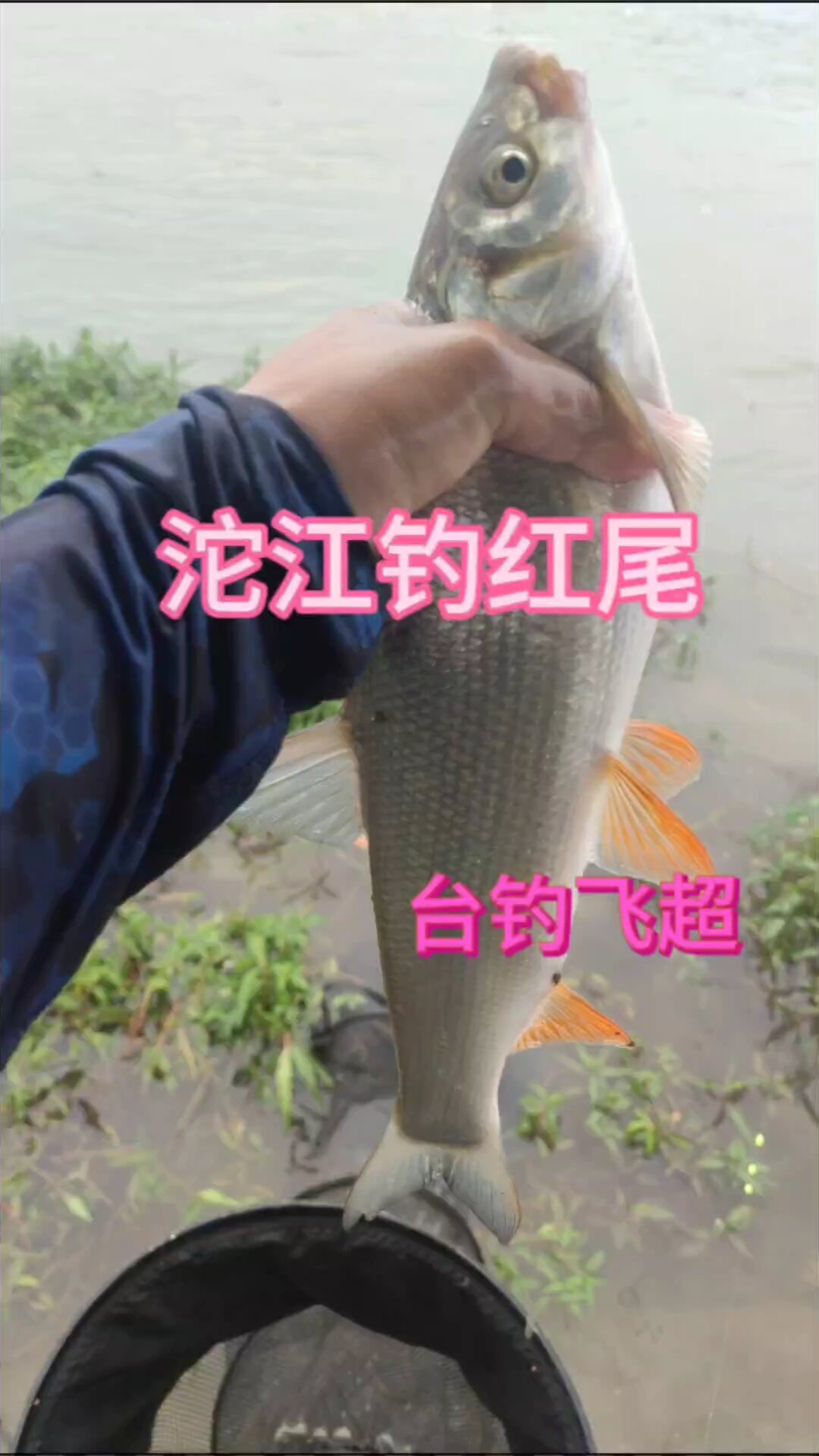 飞抄红尾鲴,你体验过吗?简直被我玩坏了