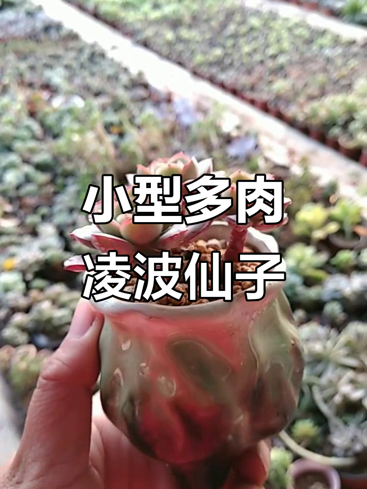 凌波仙子:美丽又易养护的多肉植物,夏季注意通风遮阴