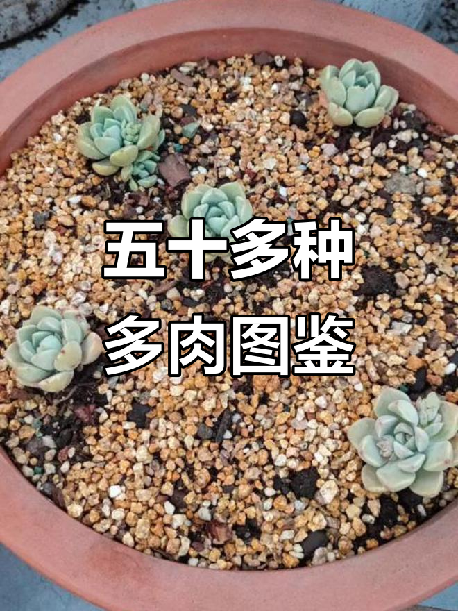 五十种多肉植物大揭秘,夏季死亡也能留下影像