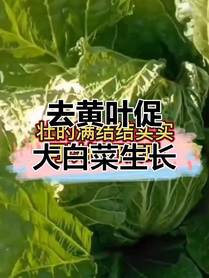 白菜壮心秘诀:打底叶,集中养分让菜更饱满