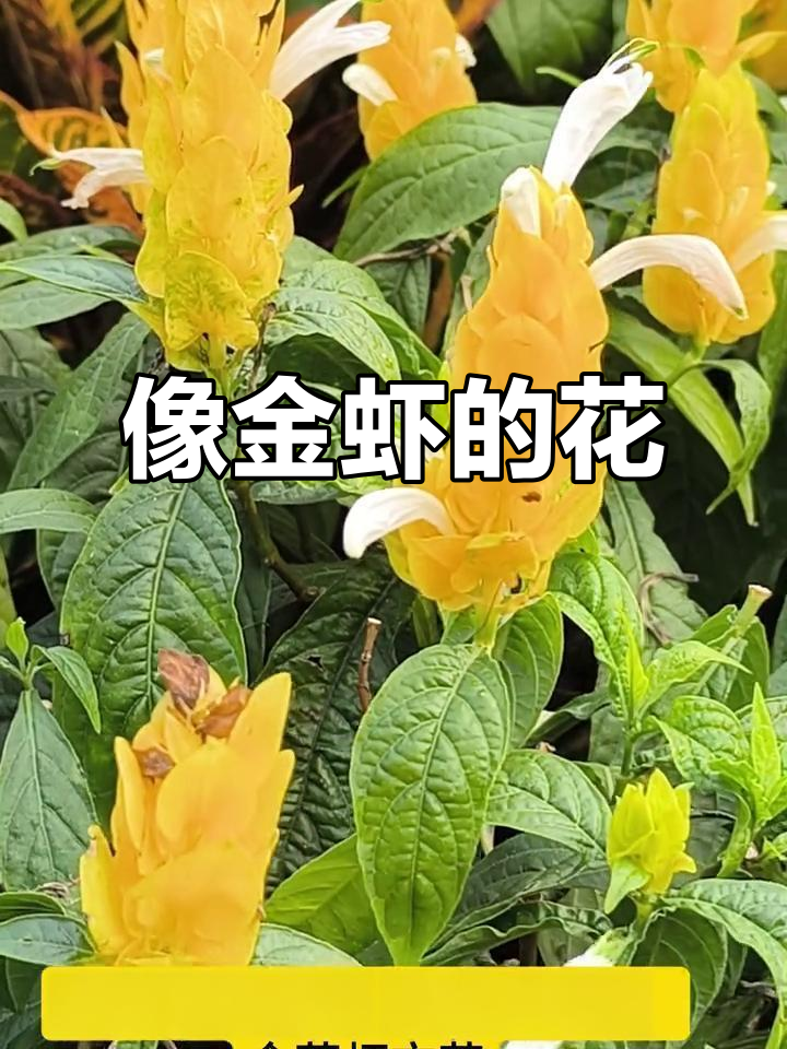 10月赏金黄小虾花,领略热带花卉奇妙魅力