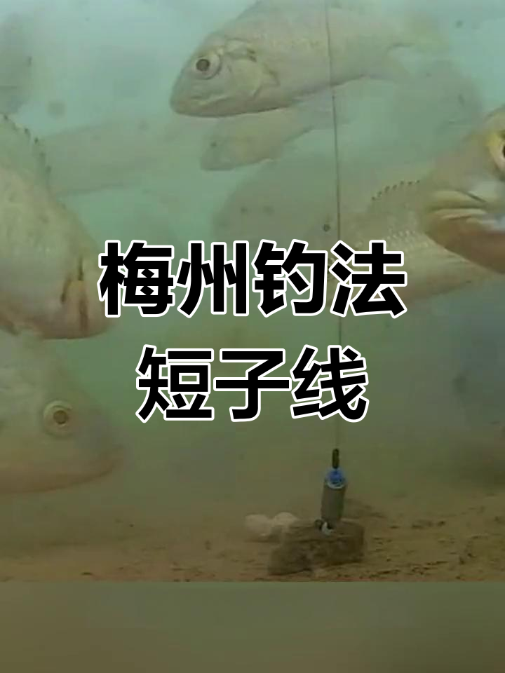 梅州钓法短子线技巧,轻松捕捉鲮鱼与鲤鱼