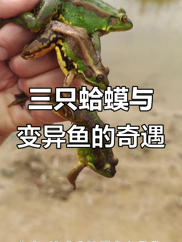 古有刘关张,今有三只蛤蟆结拜兄弟!地笼里抓到变异鱼