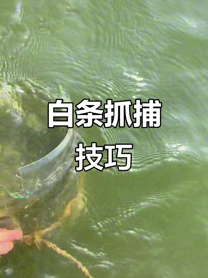 自制白条捕鱼神器,矿泉水瓶变钓鱼利器