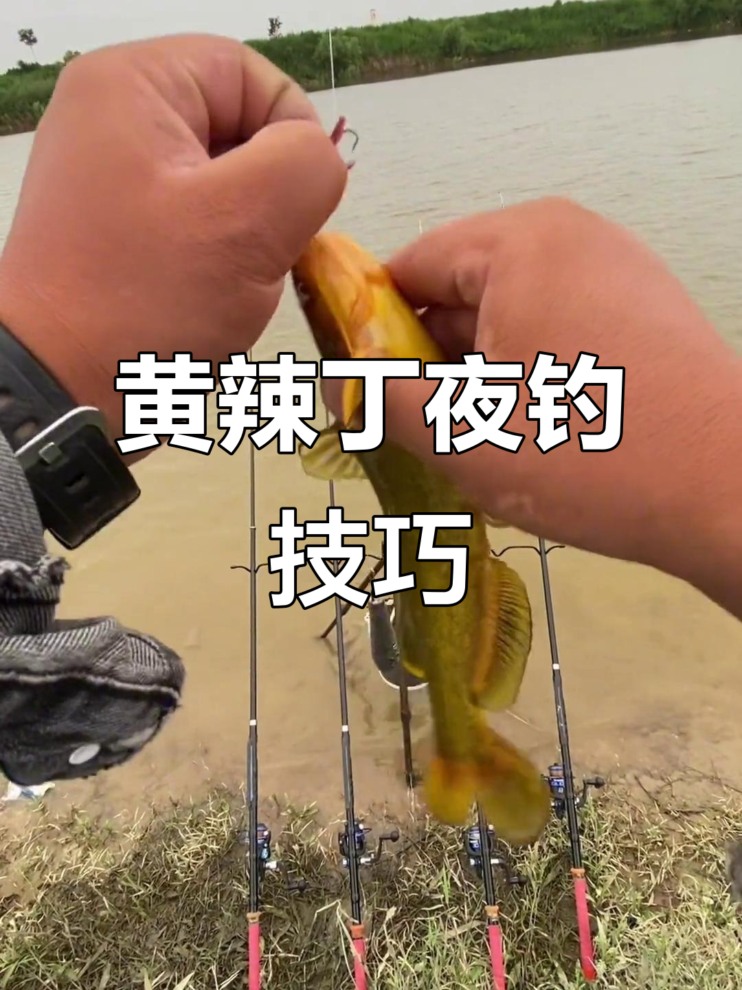 阴天最适合钓黄辣丁,装备选择有讲究