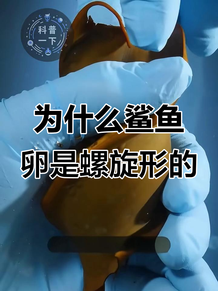 鲨鱼卵为何是螺旋形?揭秘虎鲨的生存策略