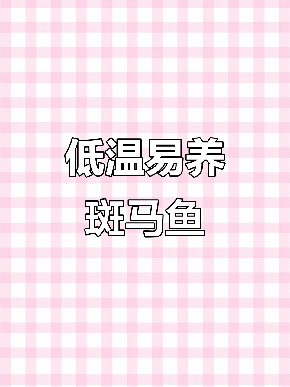 冬季适合养的斑马鱼,超耐低温,新手必备