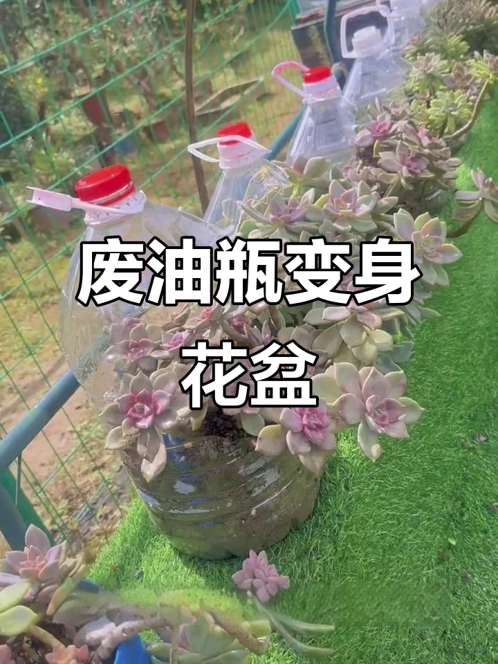 用废油壶做花盆,简单改造变宝贝
