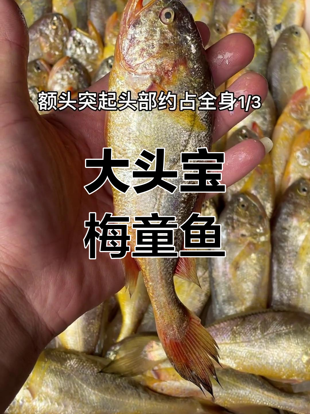 梅童鱼:大头小眼,体型细长