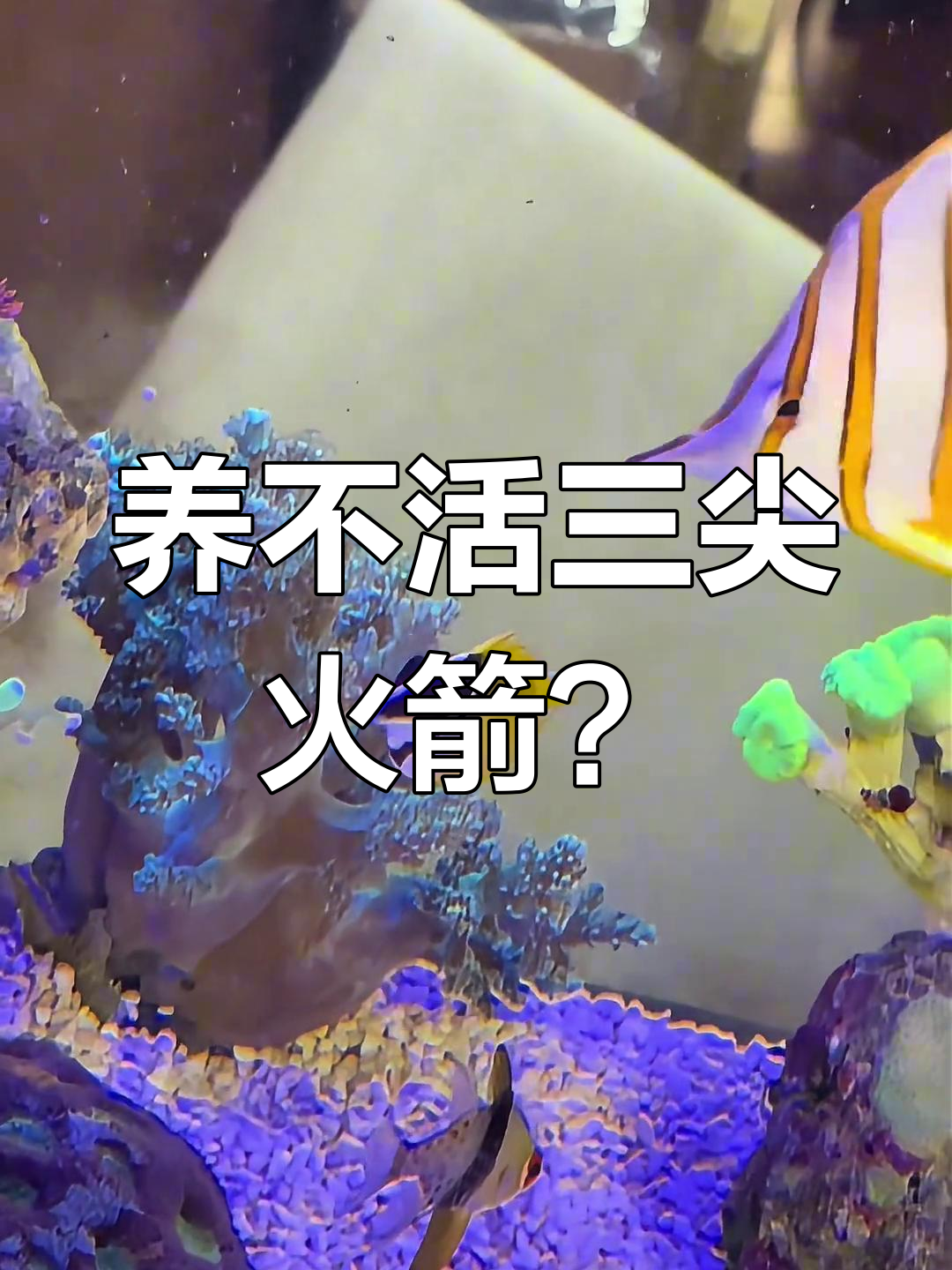三间火箭海水鱼养殖难题?意大利面虫来帮忙