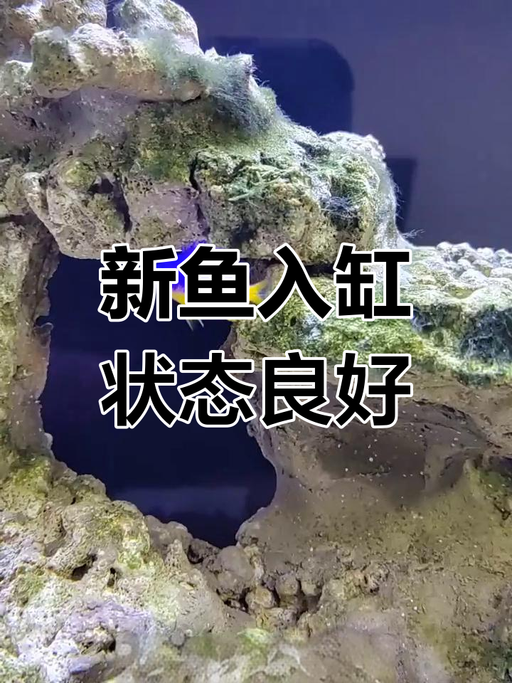 蓝魔鱼入缸适应新环境