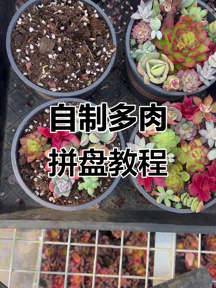 多肉拼盘制作全攻略，轻松打造个性化植物盆景
