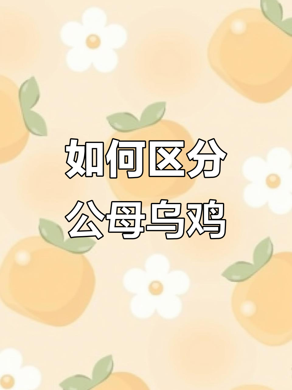 公鸡与母鸡如何分辨?从外形到性格全解析