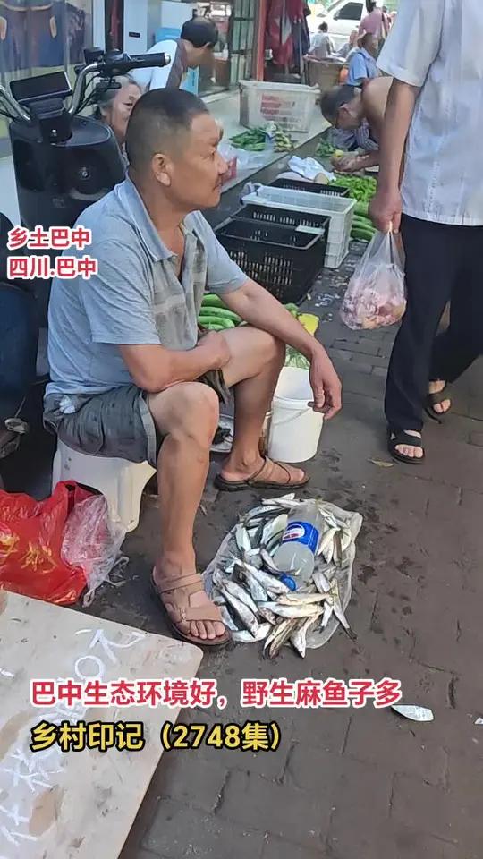 巴中:生态环境好,野生麻鱼子多