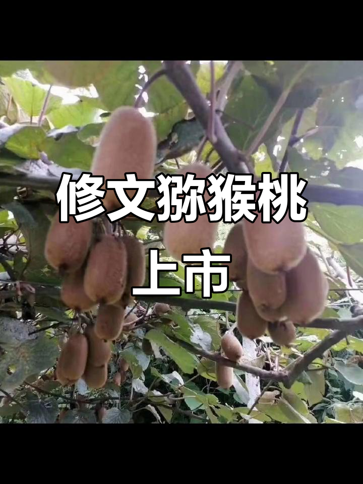 九月猕猴桃季,修文猕猴桃新鲜上市!