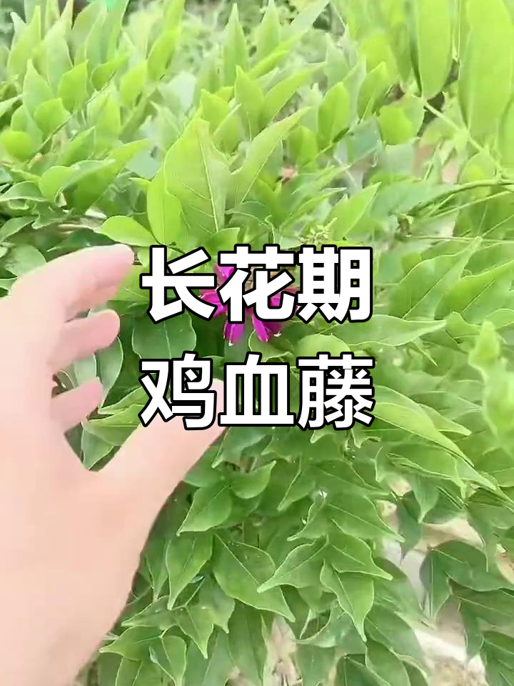鸡血藤四季开花,耐寒抗冻