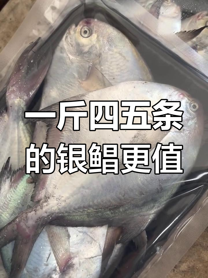 银鲳鱼价格大揭秘:一斤四条比六条贵,选哪种性价比更高?