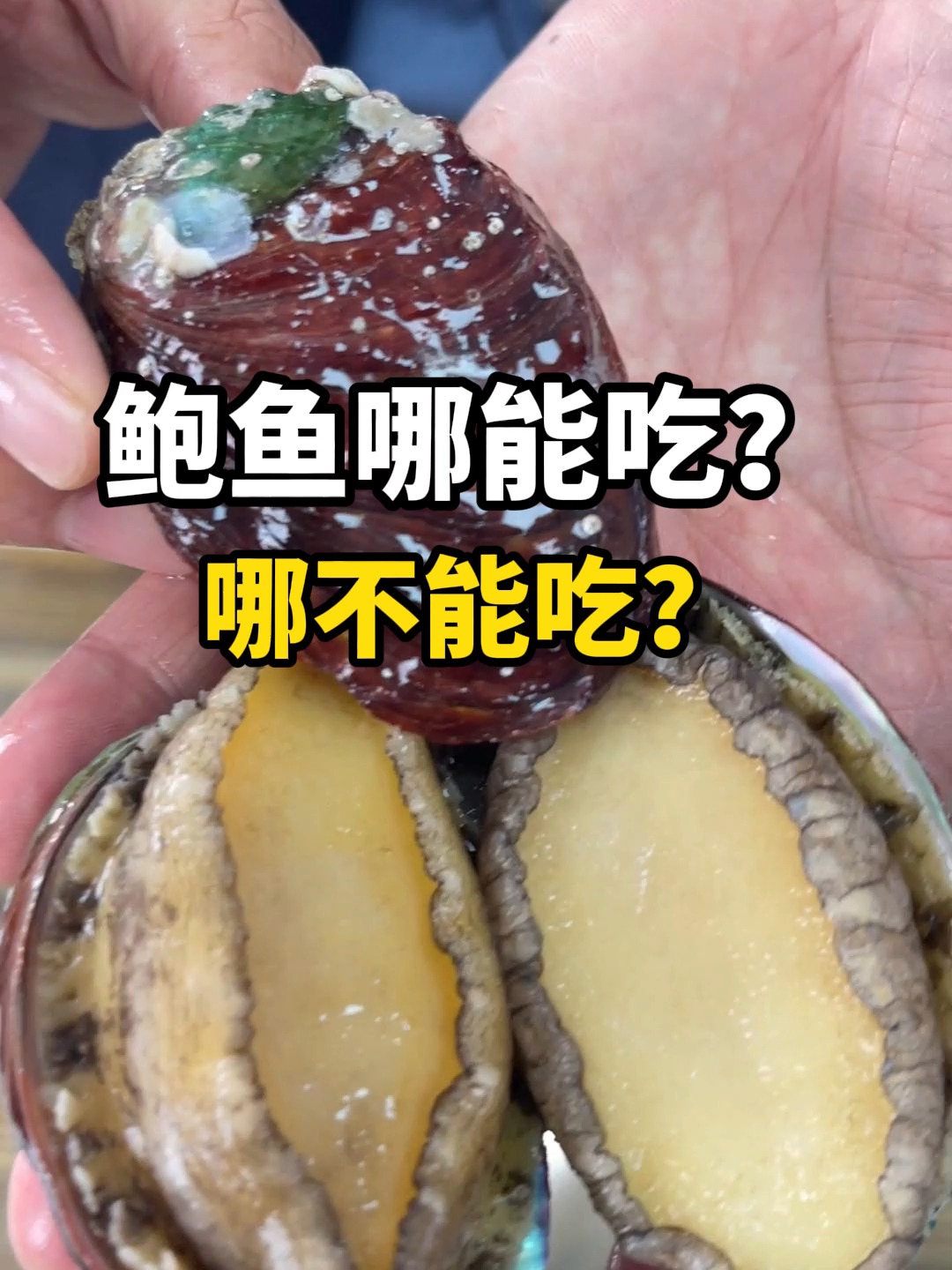 鲍鱼到底哪里能吃?哪里不能吃?