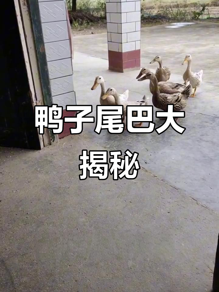 鸳鸯鸭的尾巴竟然是扁扁的,真有趣!