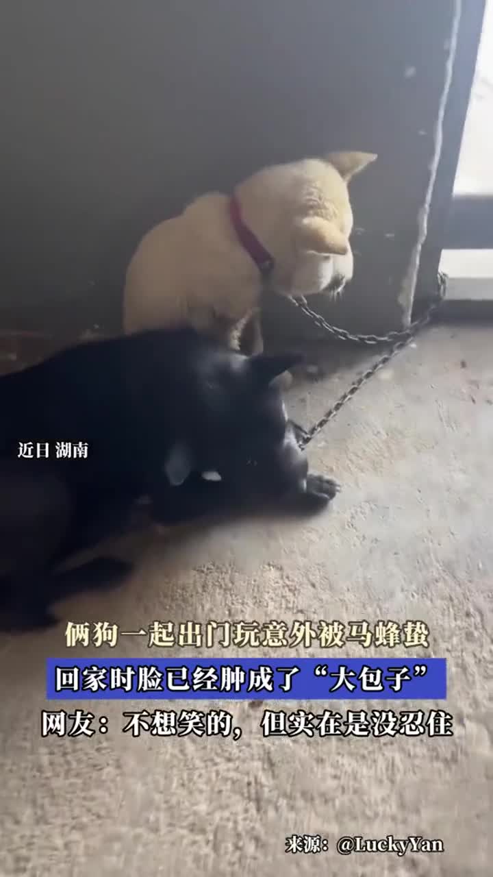 俩狗出门玩耍遭马蜂蛰,回家脸肿成大包子