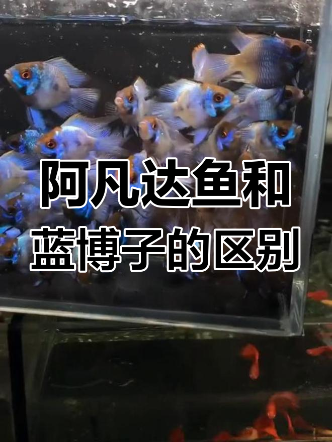 蓝波子与阿凡达鱼的区别,了解饲养技巧