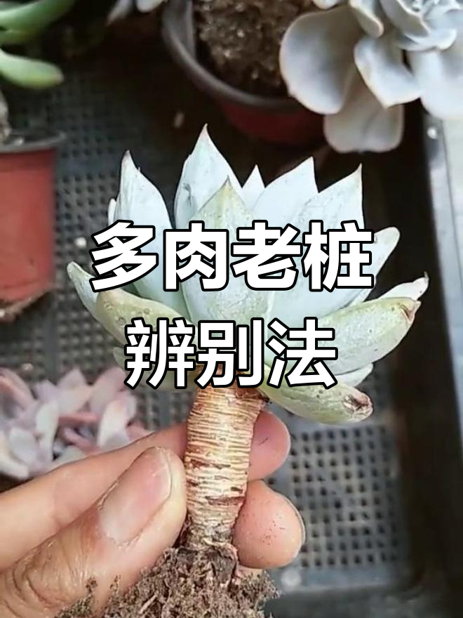 如何区分全控养、半控养与水催多肉的老桩形态
