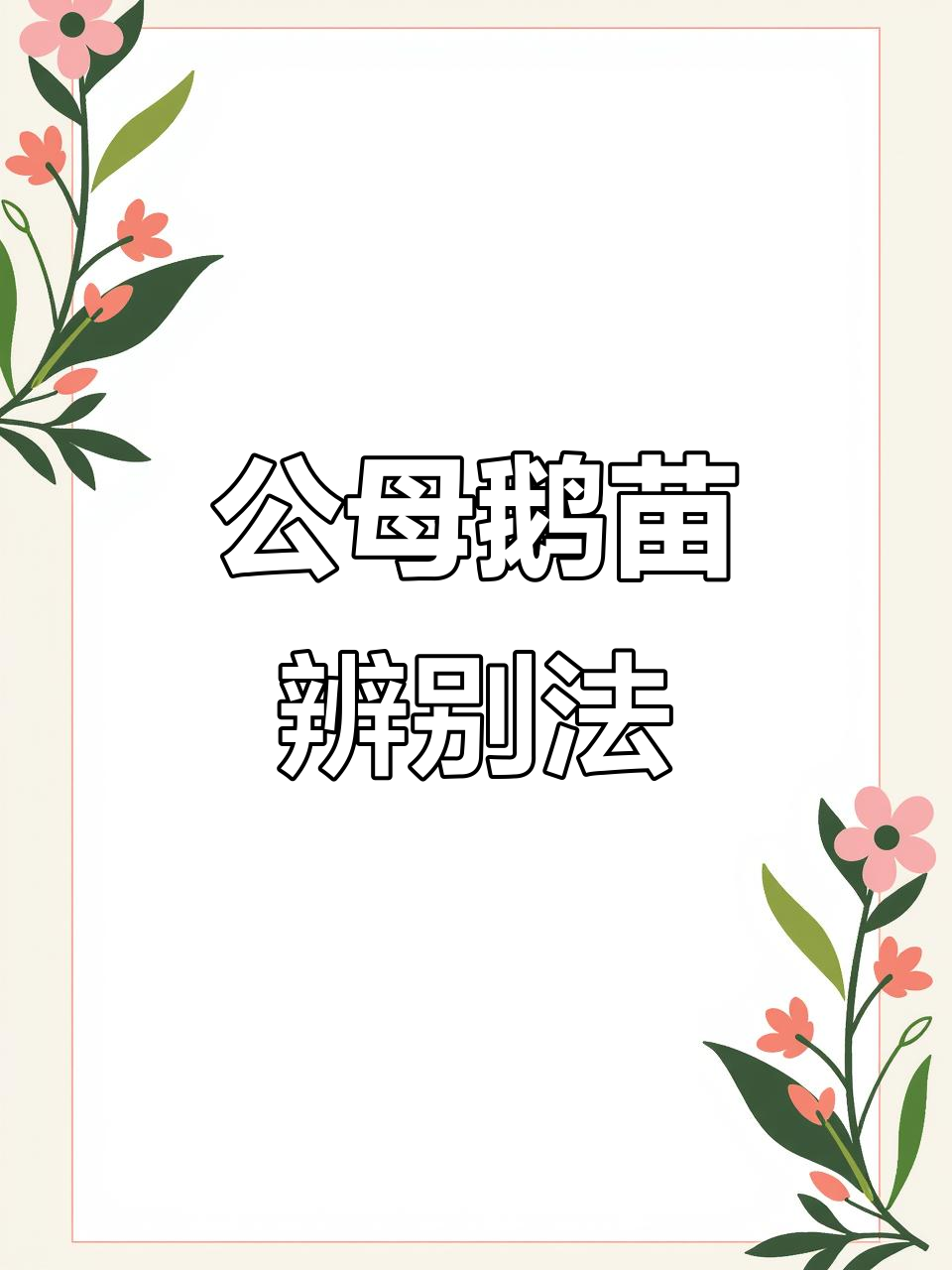 挑选鹅苗技巧:公母分辨全攻略