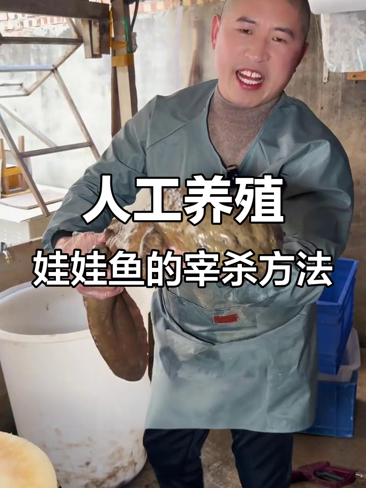娃娃鱼宰杀技巧大揭秘,传统烹饪背后的故事