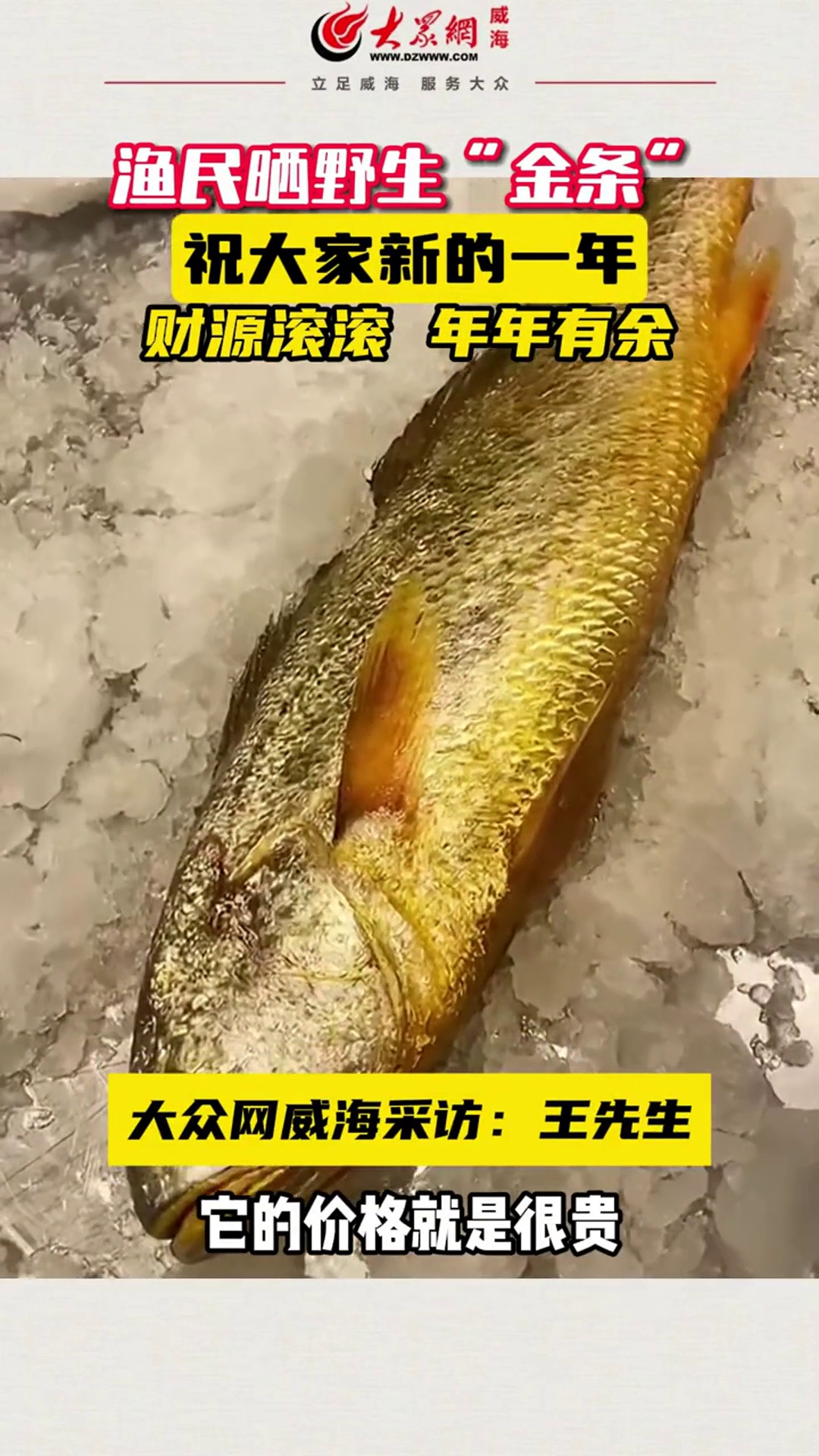 近日,威海,渔民晒野生“金条”,祝大家新的一年财源滚滚、年年有余。威海生活 黄金鱼 野生金