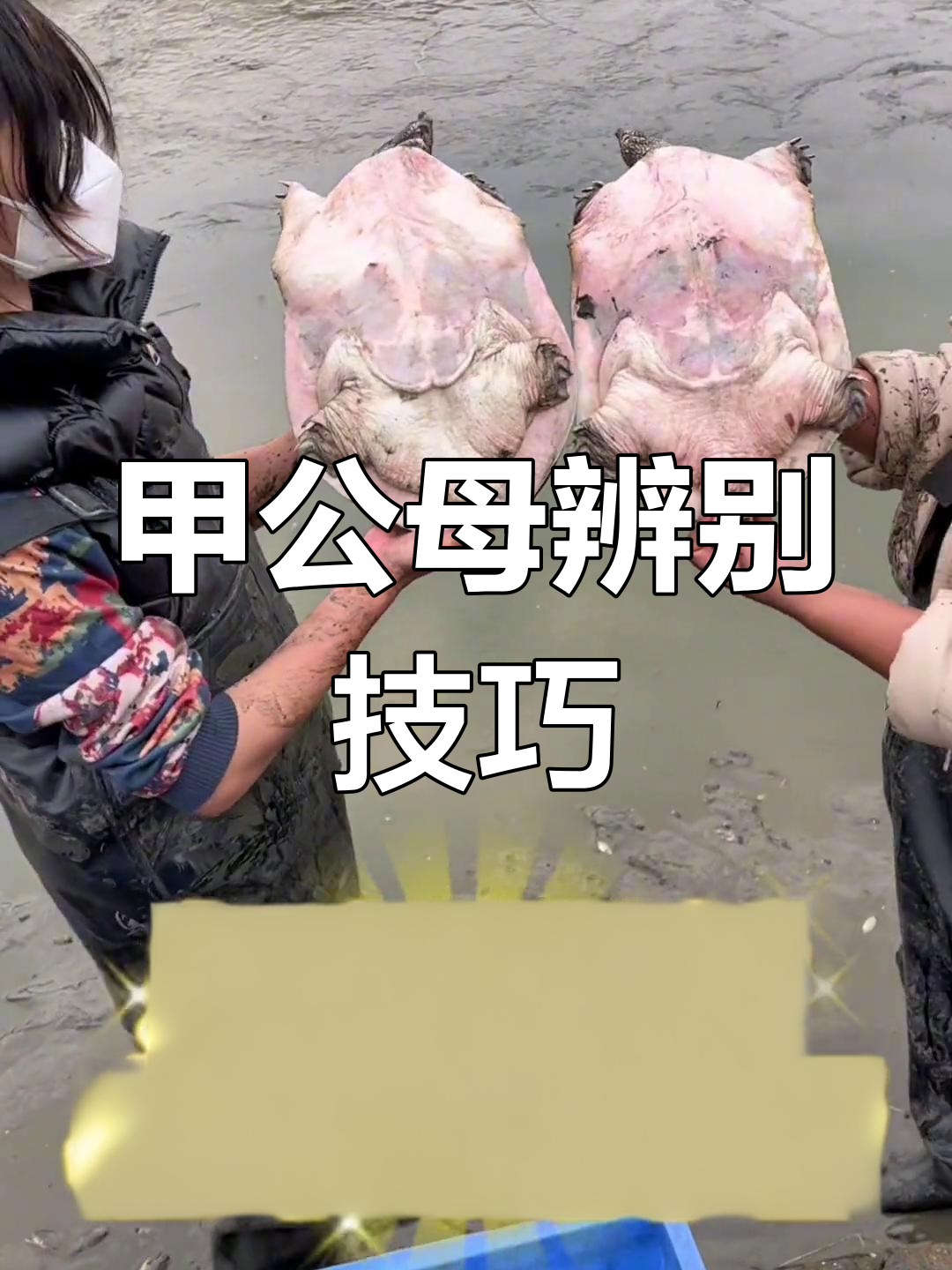 公母甲鱼如何分辨？裙边和尾巴一招搞定