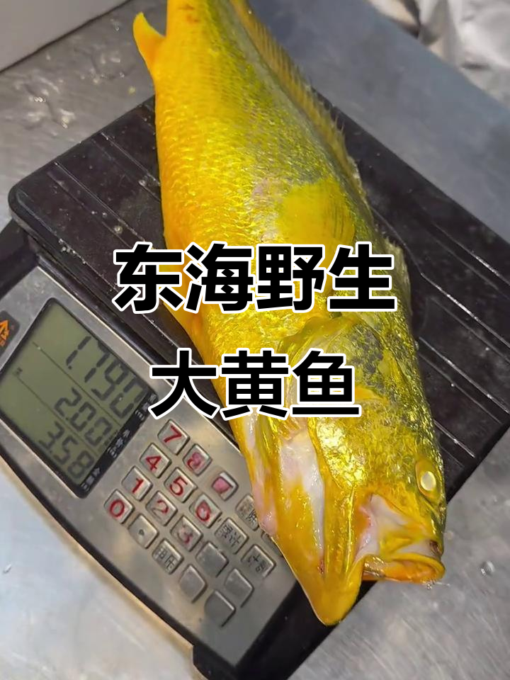东海野生黄鱼重3.58斤,金黄色鳞片鲜红鳃盖惊艳