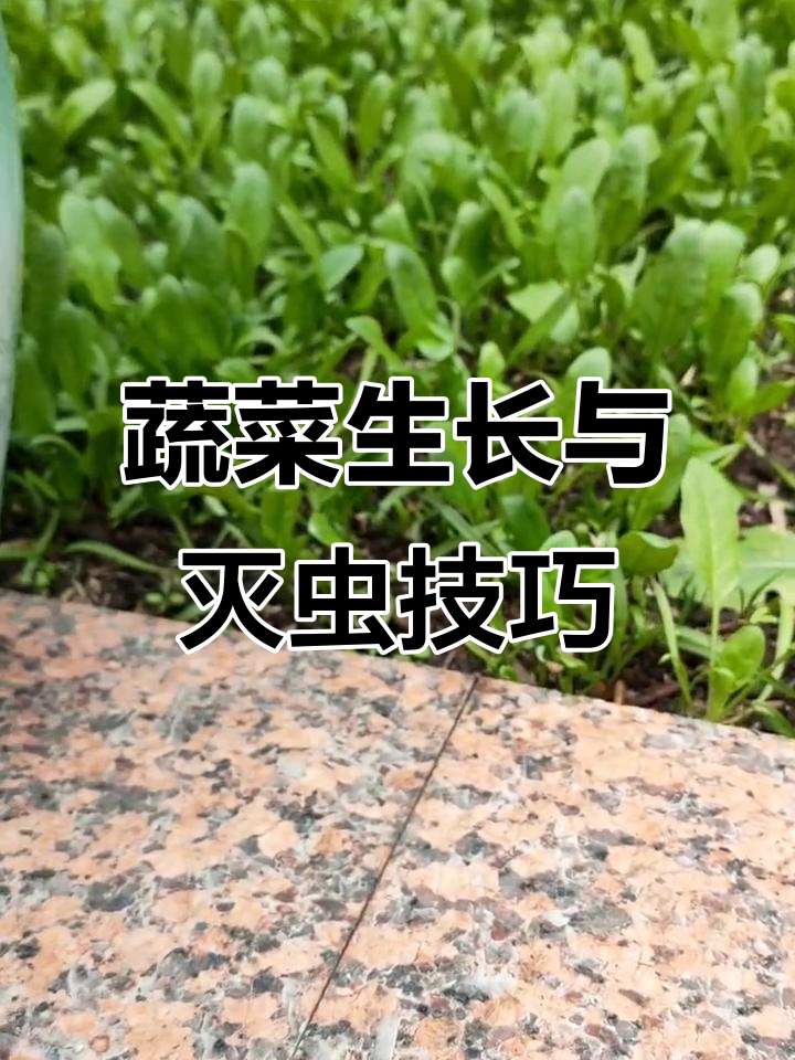 生菜萝卜迅速生长,葱椒慢些,求环保灭虫妙招!
