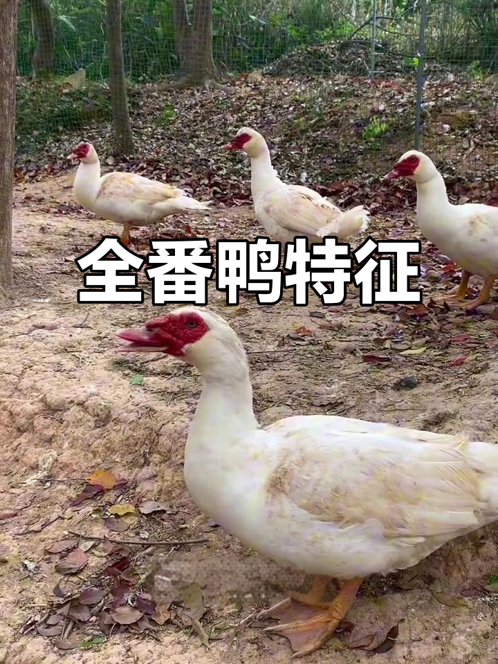 全番鸭体型庞大,黑白羽毛醒目,头部有独特肉瘤