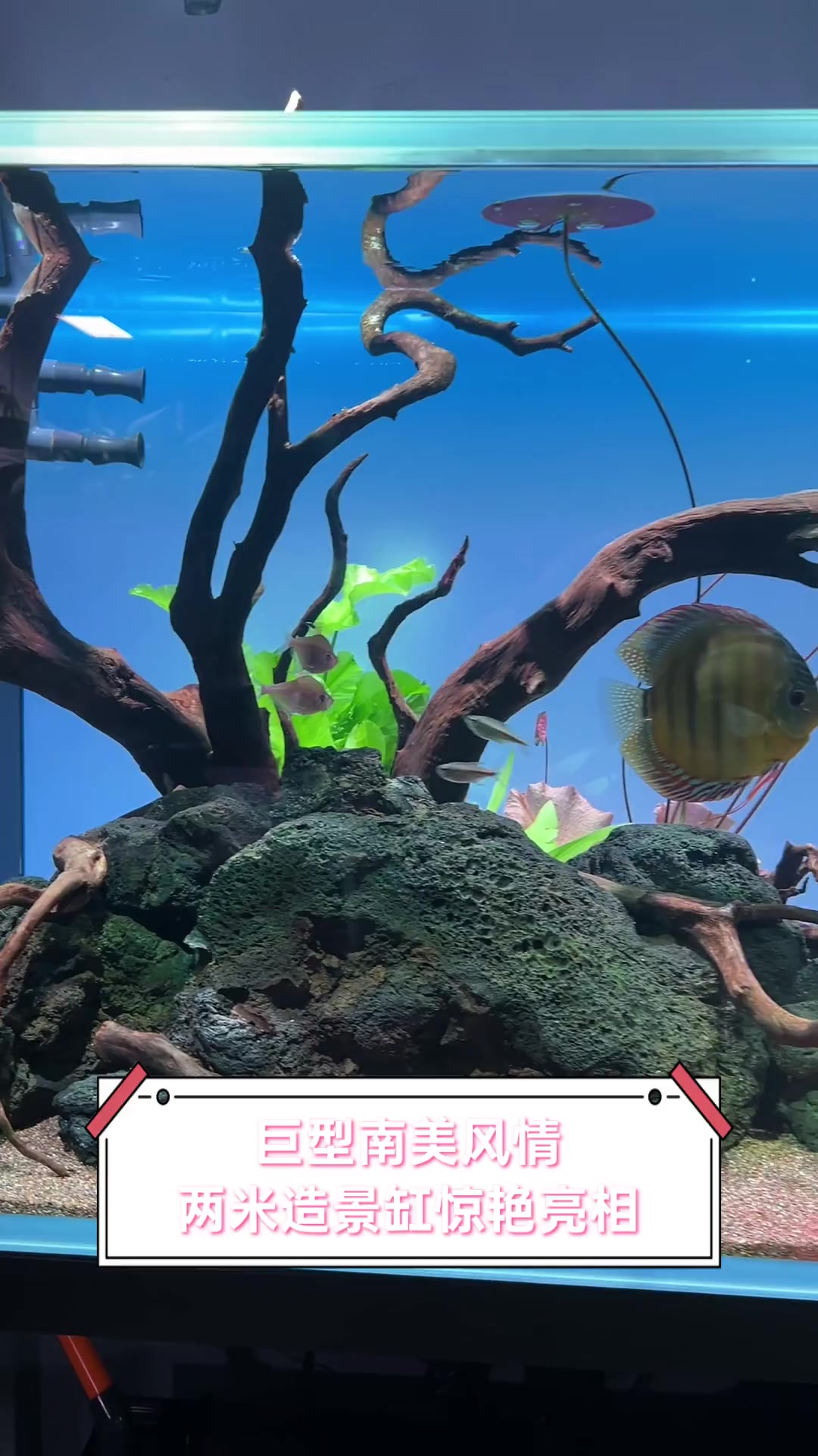 巨型南美风情,两米造景缸惊艳亮相
