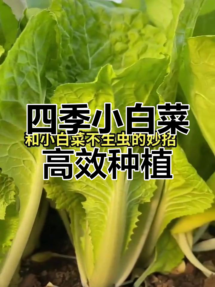 小白菜种植技巧与防虫妙招,轻松搞定!