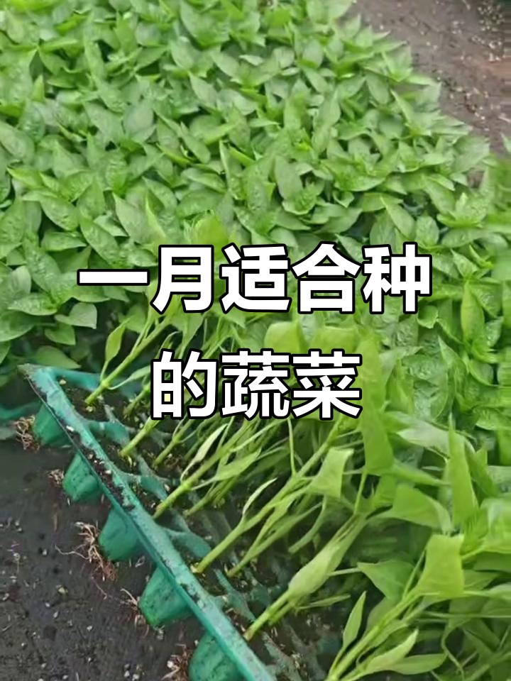 1月冬季育苗技巧:这些蔬菜最适合播种