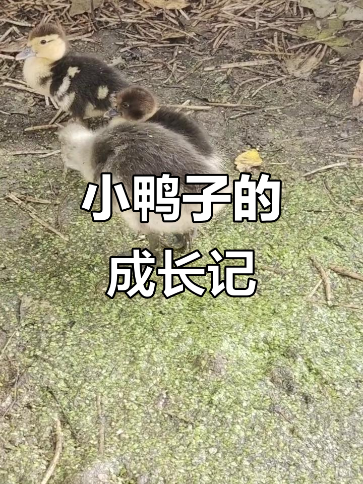 小鸭子10天,活泼依旧但生长缓慢