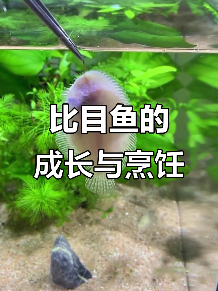 淡水比目鱼从小到大的成长,清蒸美味等你尝