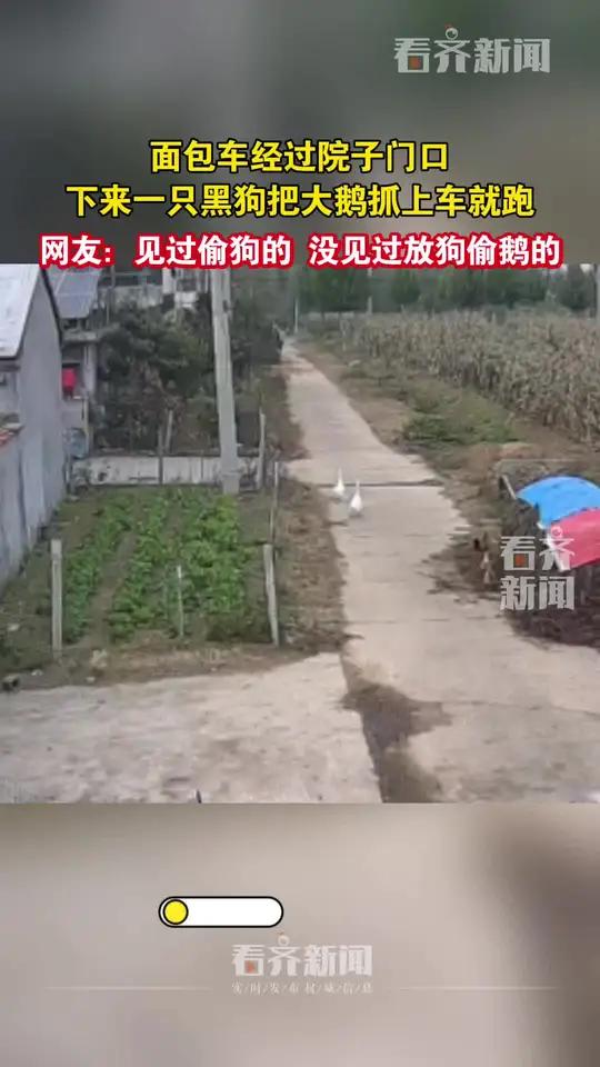 面包车经过院子门口下来一只黑狗把大鹅抓上车就跑 网友:见过偷狗的 没见过放狗偷鹅的