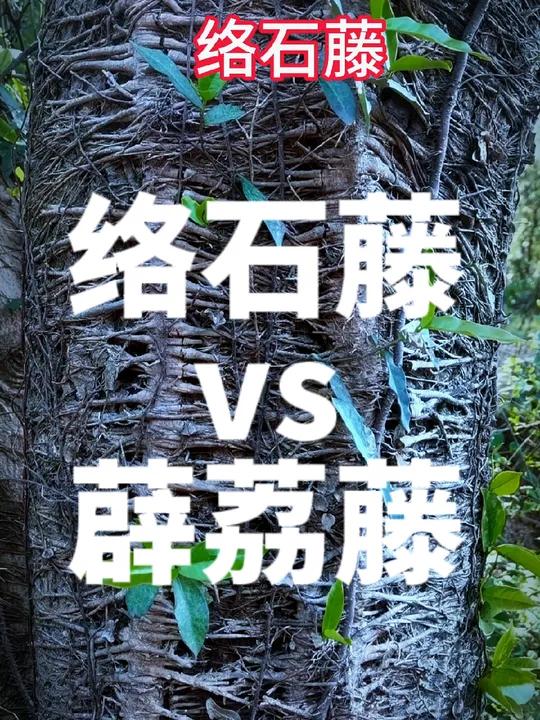 两种常见药,你认错了吗?90%的人会搞混淆的两种藤本草药 络石藤 vs 薜荔藤。络石藤为夹