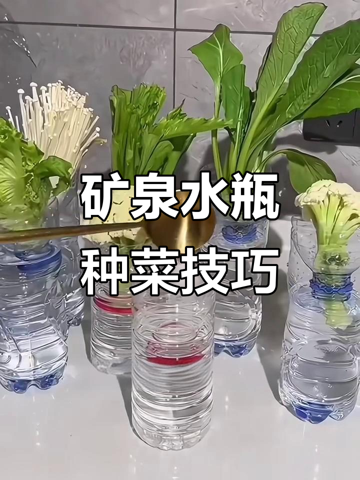 矿泉水瓶变蔬菜园,简单水培让你吃上新鲜菜