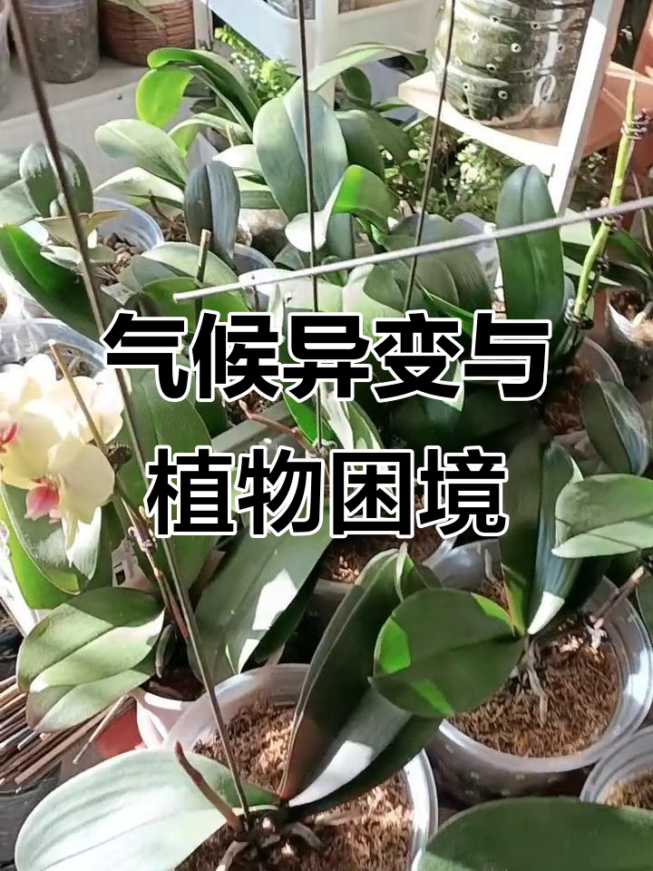 今年气候异常,植物生长受阻,各种奇怪现象频发
