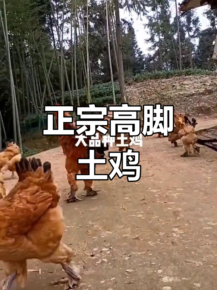 高品质高脚土鸡,正宗大品种