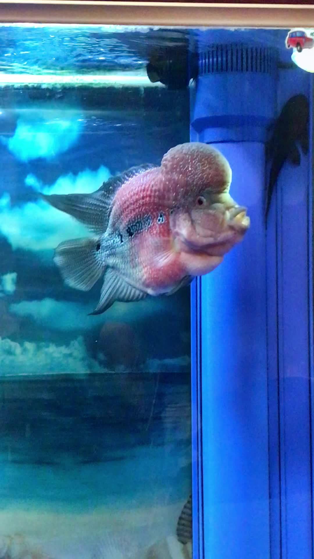 罗汉鱼起头,基因是关键