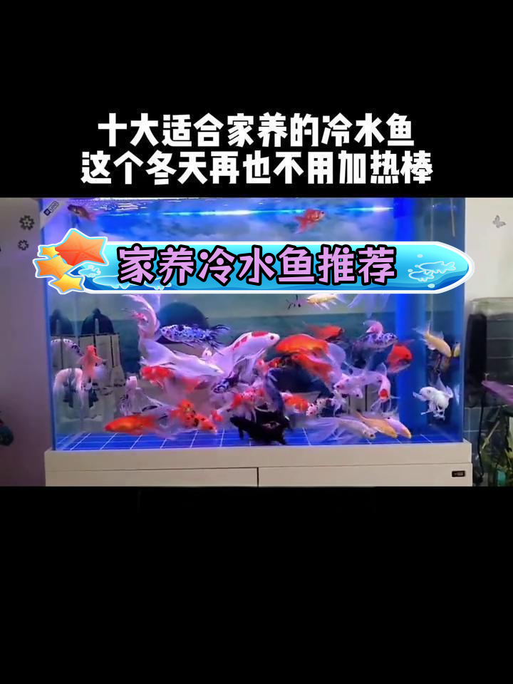适合家养的十大冷水鱼,最后一种脾气暴躁