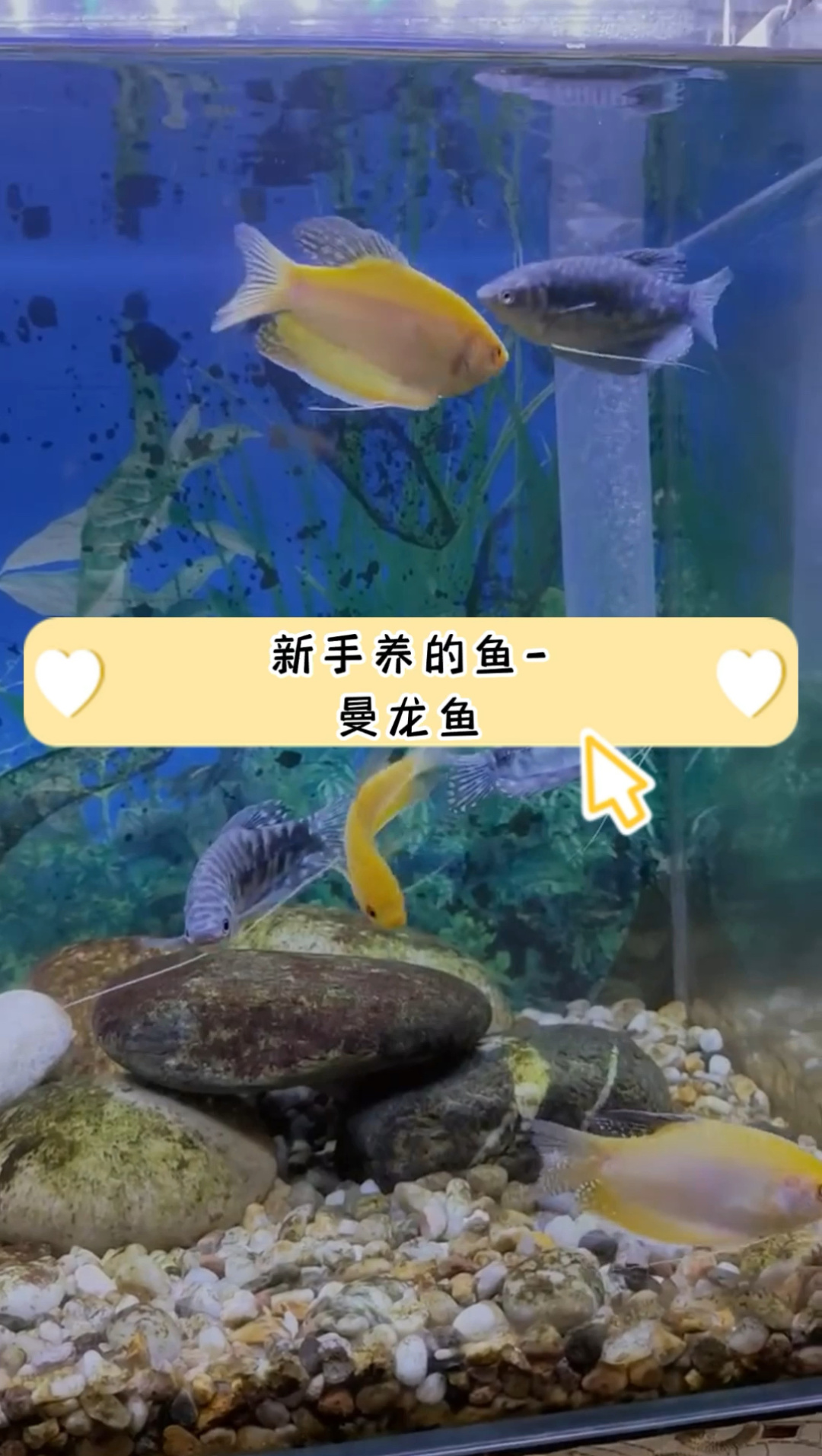 新手养鱼之曼龙鱼