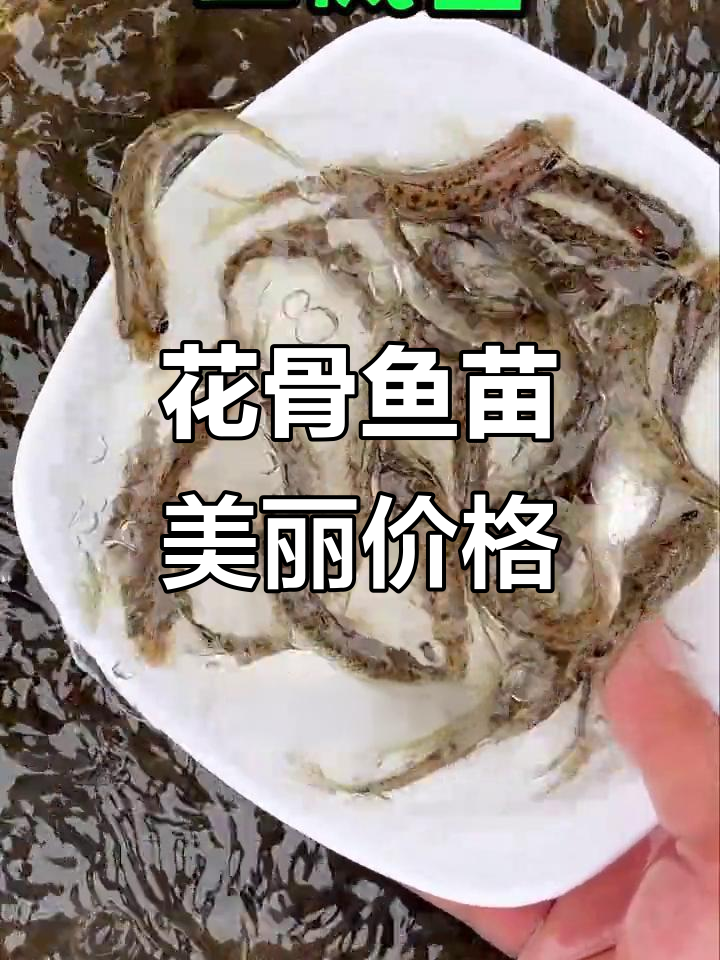 土凤鱼苗,美味鲜嫩,养殖前景广阔