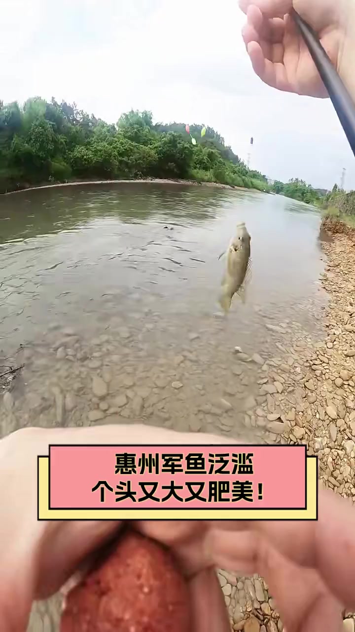 惠州军鱼泛滥,个头又大又肥美!